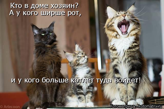 Кто в доме хозяин? А у кого ширше рот, и у кого больше котлет туда войдет!... Котоматрица: Кто в доме хозяин? А у кого ширше рот, и у кого больше котлет туда войдет!