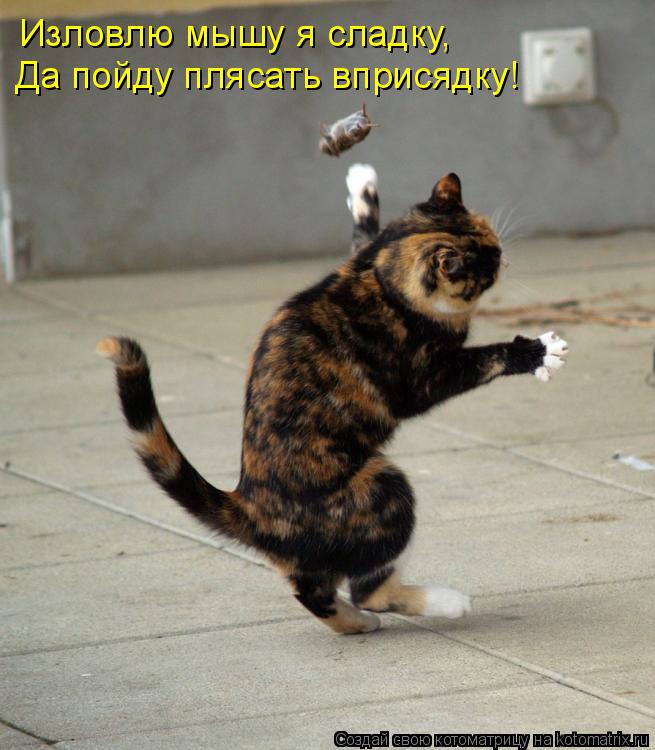 Изловлю мышу я сладку, Да пойду плясать вприсядку!... Котоматрица: Изловлю мышу я сладку, Да пойду плясать вприсядку!