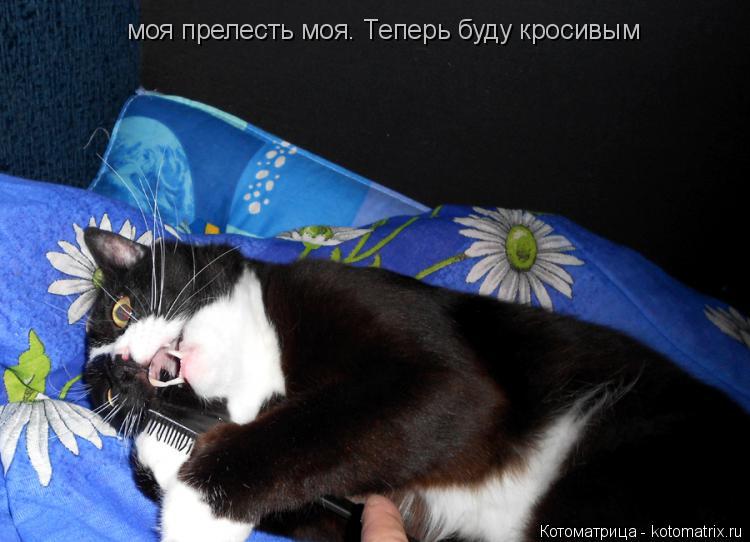 моя прелесть моя. Теперь буду кросивым... Котоматрица: моя прелесть моя. Теперь буду кросивым