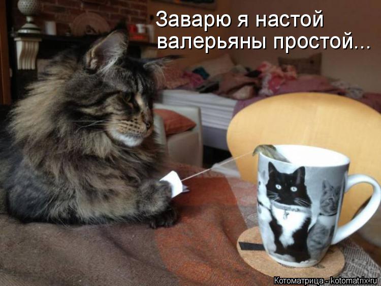 валерьяны простой... Заварю я настой... Котоматрица: валерьяны простой... Заварю я настой