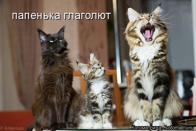 Котоматрица: папенька глаголют