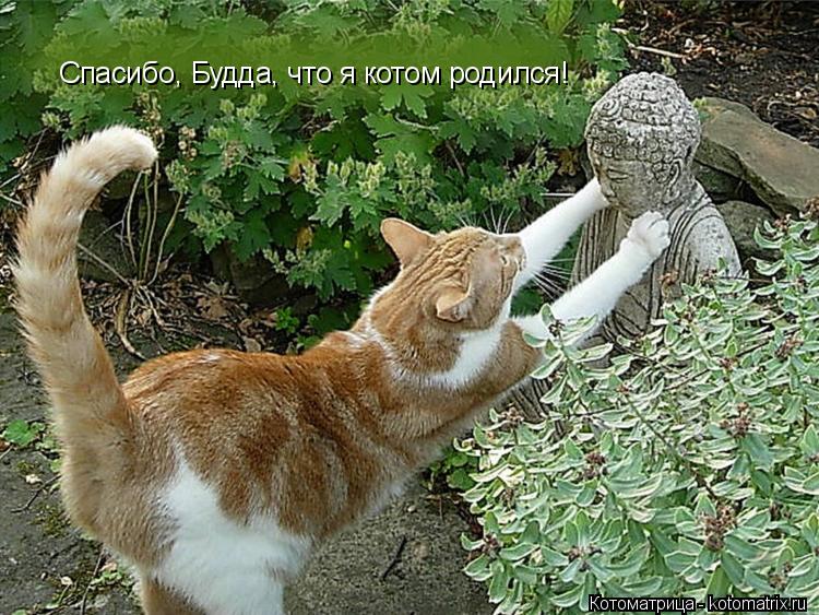 Спасибо, Будда, что я котом родился!... Котоматрица: Спасибо, Будда, что я котом родился!