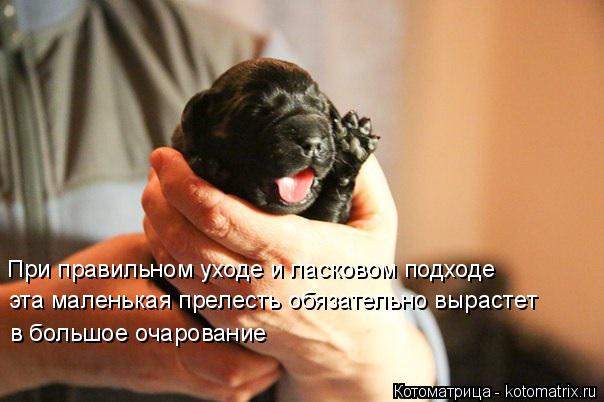 При правильном уходе и ласковом подходе эта маленькая прелесть обязательно вырастет в большое очаров... Котоматрица: При правильном уходе и ласковом подходе эта маленькая прелесть обязательно вырастет в большое очарование