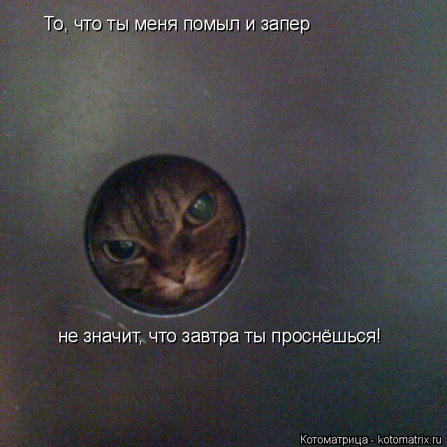 не значит, что завтра ты проснёшься! То, что ты меня помыл и запер... Котоматрица: не значит, что завтра ты проснёшься! То, что ты меня помыл и запер