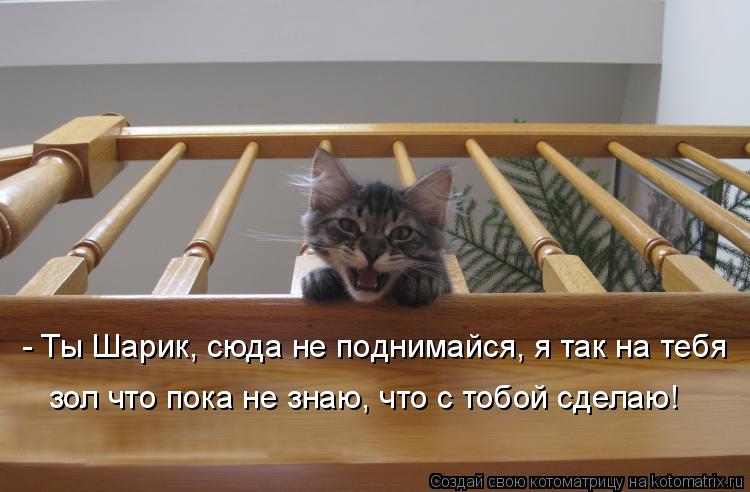 - Ты Шарик, сюда не поднимайся, я так на тебя зол что пока не знаю, что с тобой сделаю!... Котоматрица: - Ты Шарик, сюда не поднимайся, я так на тебя зол что пока не знаю, что с тобой сделаю!