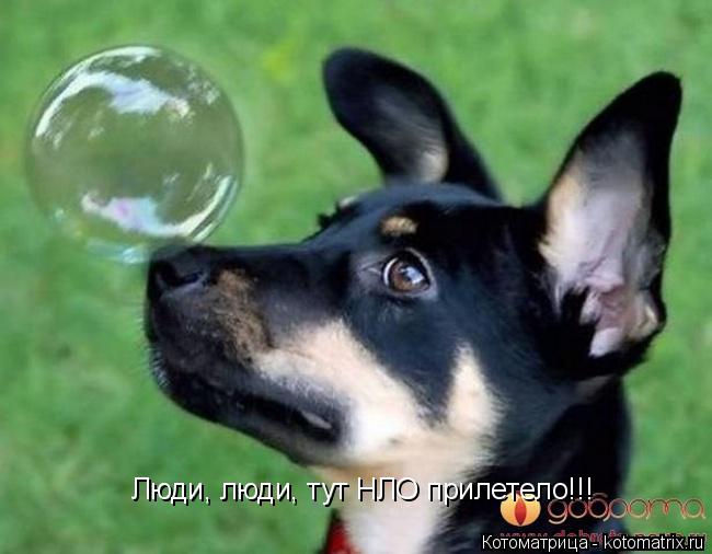 Люди, люди, тут НЛО прилетело!!!... Котоматрица: Люди, люди, тут НЛО прилетело!!!