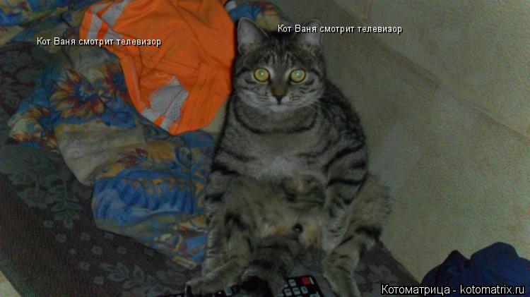 Кот Ваня смотрит телевизор Кот Ваня смотрит телевизор... Котоматрица: Кот Ваня смотрит телевизор Кот Ваня смотрит телевизор
