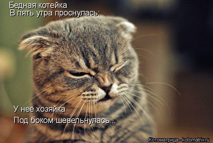 Бедная котейка В пять утра проснулась: У неё хозяйка Под боком шевельнулась...... Котоматрица: Бедная котейка В пять утра проснулась: У неё хозяйка Под боком шевельнулась...
