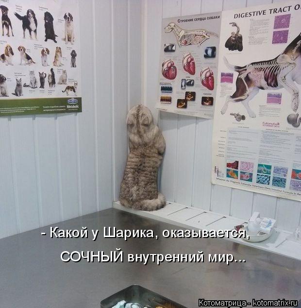 - Какой у Шарика, оказывается, СОЧНЫЙ внутренний мир...... Котоматрица: - Какой у Шарика, оказывается, СОЧНЫЙ внутренний мир...