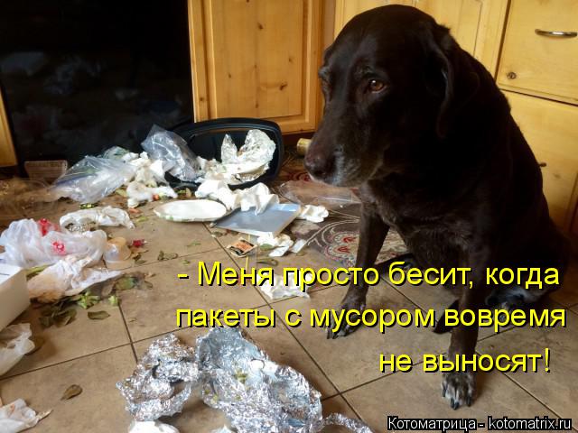 - Меня просто бесит, когда пакеты с мусором вовремя не выносят!... Котоматрица: - Меня просто бесит, когда пакеты с мусором вовремя не выносят!