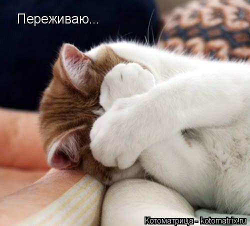 Переживаю...... Котоматрица: Переживаю...