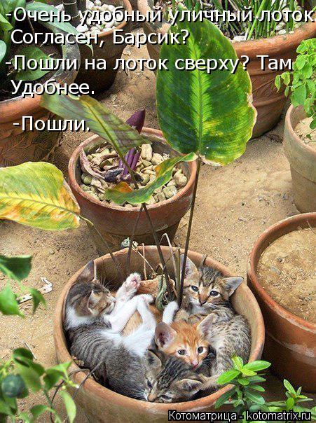 Согласен, Барсик? -Очень удобный уличный лоток. -Пошли на лоток сверху? Там Удобнее. -Пошли.... Котоматрица: Согласен, Барсик? -Очень удобный уличный лоток. -Пошли на лоток сверху? Там Удобнее. -Пошли.