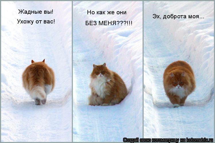 Жадные вы! Ухожу от вас! Но как же они БЕЗ МЕНЯ???!!! Эх, доброта моя...... Котоматрица: Жадные вы! Ухожу от вас! Но как же они БЕЗ МЕНЯ???!!! Эх, доброта моя...