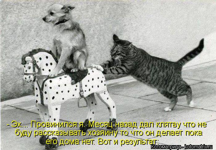 - Эх... Провинился я. Месяц назад дал клятву что не буду рассказывать хозяину то что он делает пока ... Котоматрица: - Эх... Провинился я. Месяц назад дал клятву что не буду рассказывать хозяину то что он делает пока его дома нет. Вот и результат: