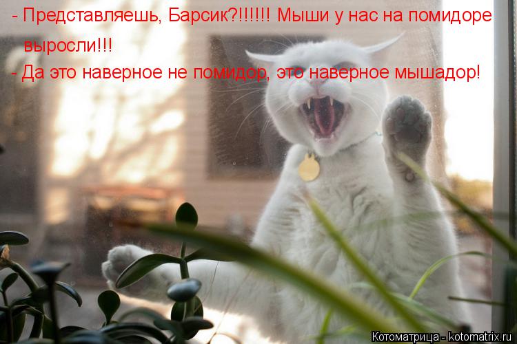 - Представляешь, Барсик?!!!!!! Мыши у нас на помидоре выросли!!! - Да это наверное не помидор, это на... Котоматрица: - Представляешь, Барсик?!!!!!! Мыши у нас на помидоре выросли!!! - Да это наверное не помидор, это наверное мышадор!