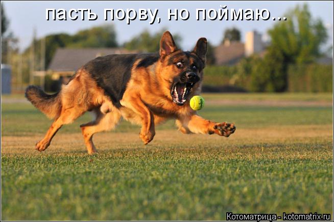 пасть порву, но поймаю...... Котоматрица: пасть порву, но поймаю...