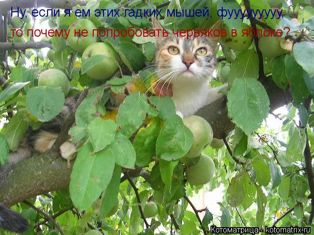 Ну, если я ем этих гадких мышей, фууууууууу, то почему не попробовать червяков в яблоке?... Котоматрица: Ну, если я ем этих гадких мышей, фууууууууу, то почему не попробовать червяков в яблоке?