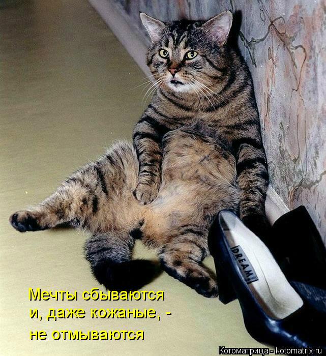 Мечты сбываются и, даже кожаные, - не отмываются... Котоматрица: Мечты сбываются и, даже кожаные, - не отмываются