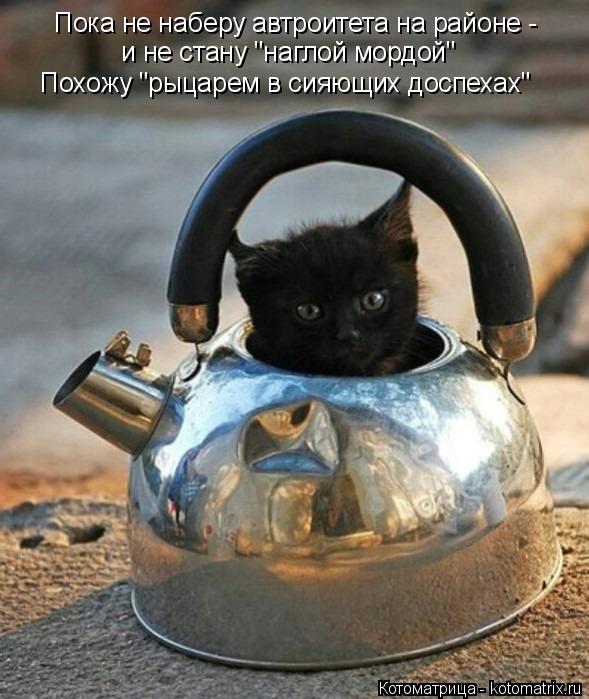 Пока не наберу автроитета на районе - и не стану "наглой мордой" Похожу "рыцарем в сияющих доспехах"... Котоматрица: Пока не наберу автроитета на районе - и не стану "наглой мордой" Похожу "рыцарем в сияющих доспехах"