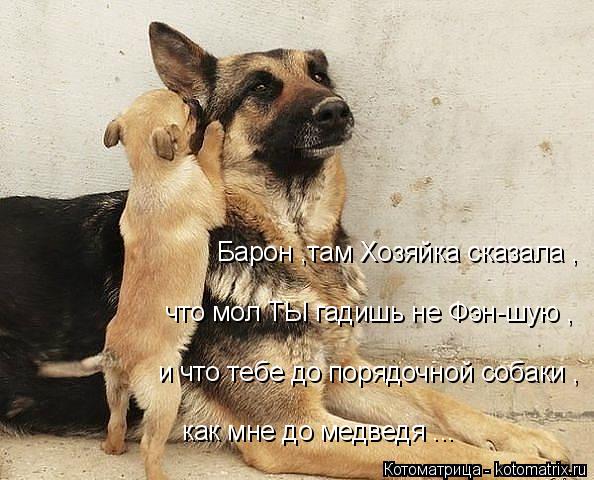 Барон ,там Хозяйка сказала , что мол ТЫ гадишь не Фэн-шую , и что тебе до порядочной собаки , как мне... Котоматрица: Барон ,там Хозяйка сказала , что мол ТЫ гадишь не Фэн-шую , и что тебе до порядочной собаки , как мне до медведя ...