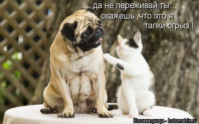 да не переживай ты... скажешь ,что это я тапки сгрыз !... Котоматрица: да не переживай ты... скажешь ,что это я тапки сгрыз !