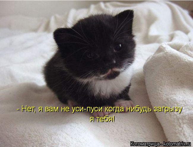 Котоматрица: - Нет, я вам не уси-пуси когда нибудь загрызу  я тебя!