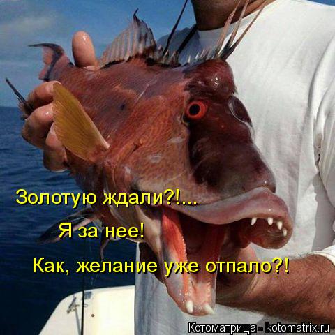 Золотую ждали?!... Я за нее! Как, желание уже отпало?!... Котоматрица: Золотую ждали?!... Я за нее! Как, желание уже отпало?!