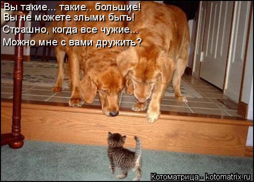 Вы такие... такие.. большие! Вы не можете злыми быть! Страшно, когда все чужие... Можно мне с вами др... Котоматрица: Вы такие... такие.. большие! Вы не можете злыми быть! Страшно, когда все чужие... Можно мне с вами дружить?