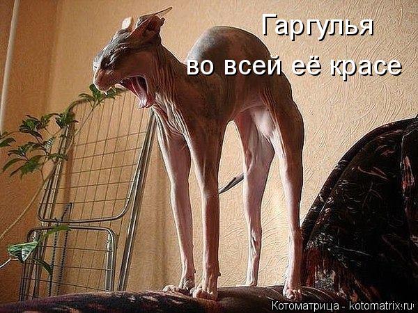 Гаргулья во всей её красе... Котоматрица: Гаргулья во всей её красе