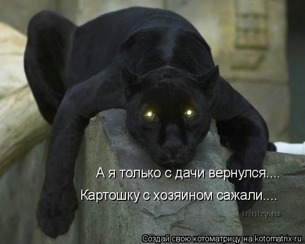 А я только с дачи вернулся.... Картошку с хозяином сажали....... Котоматрица: А я только с дачи вернулся.... Картошку с хозяином сажали....