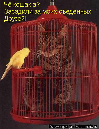 Чё кошак а? Засадили за моих съеденных Друзей!... Котоматрица: Чё кошак а? Засадили за моих съеденных Друзей!