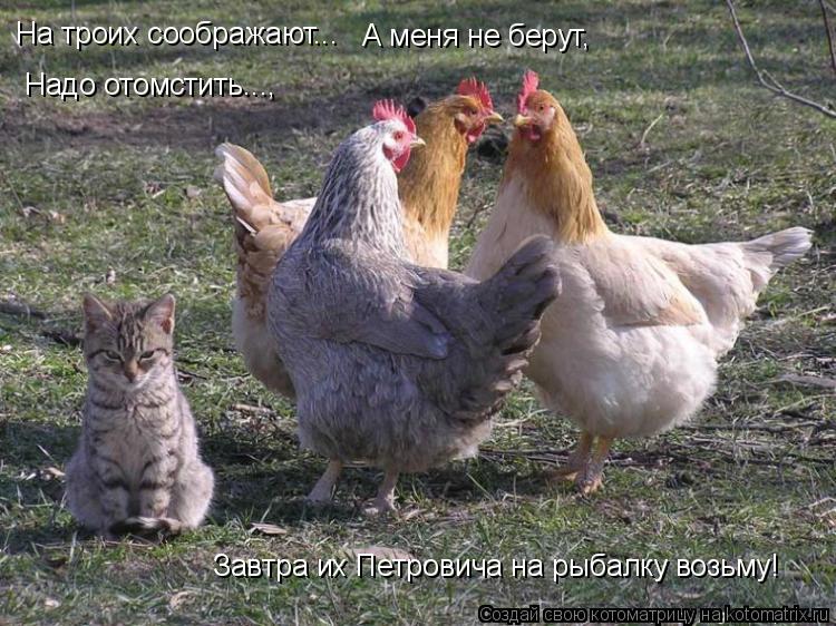 На троих соображают... А меня не берут, Надо отомстить..., Завтра их Петровича на рыбалку возьму!... Котоматрица: На троих соображают... А меня не берут, Надо отомстить..., Завтра их Петровича на рыбалку возьму!