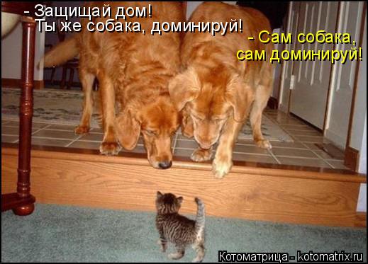 - Защищай дом! Ты же собака, доминируй! - Сам собака, сам доминируй!... Котоматрица: - Защищай дом! Ты же собака, доминируй! - Сам собака, сам доминируй!