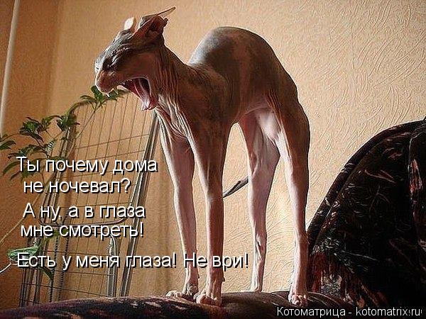 Котоматрица: Ты почему дома не ночевал? А ну, а в глаза мне смотреть! Есть у меня глаза! Не ври!