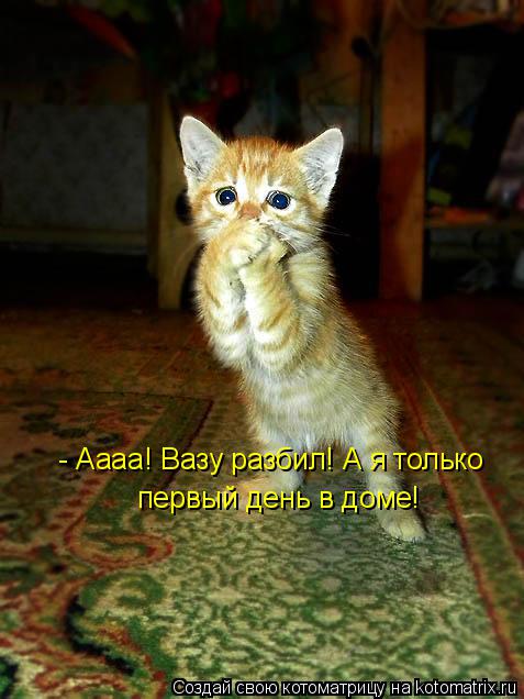 Котоматрица: - Аааа! Вазу разбил! А я только   первый день в доме!
