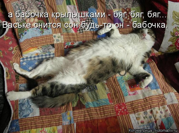 Котоматрица: а бабочка крылышками - бяг, бяг, бяг... Ваське снится сон,будь-то он - бабочка.