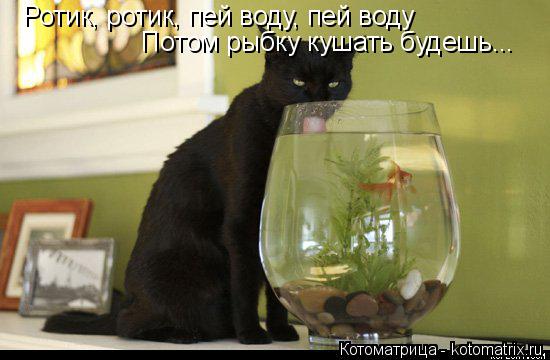 Ротик, ротик, пей воду, пей воду Потом рыбку кушать будешь...... Котоматрица: Ротик, ротик, пей воду, пей воду Потом рыбку кушать будешь...