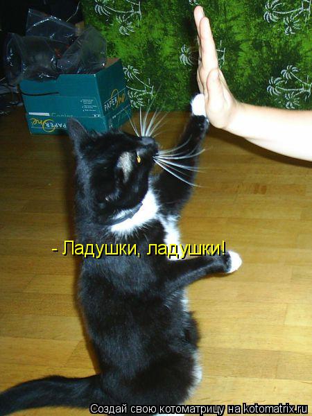 Котоматрица: - Ладушки, ладушки!