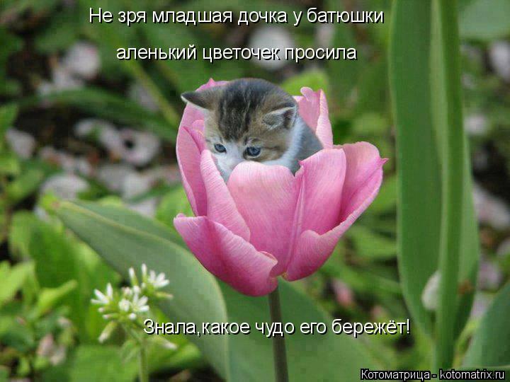 Не зря младшая дочка у батюшки аленький цветочек просила Знала,какое чудо его бережёт!... Котоматрица: Не зря младшая дочка у батюшки аленький цветочек просила Знала,какое чудо его бережёт!