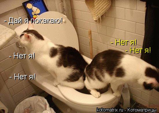 - Дай я покакаю! - Нет я! - Нет я! - Нет я! - Нет я!... Котоматрица: - Дай я покакаю! - Нет я! - Нет я! - Нет я! - Нет я!