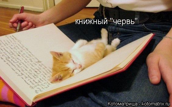 Котоматрица: книжный "червь"