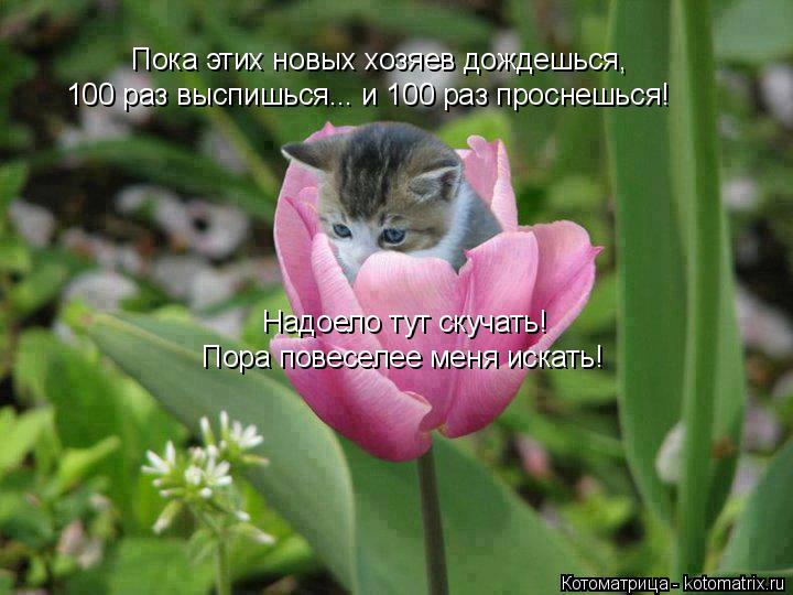 Котоматрица: Пока этих новых хозяев дождешься, 100 раз выспишься... и 100 раз проснешься! Надоело тут скучать! Пора повеселее меня искать!
