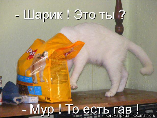 Котоматрица: - Шарик ! Это ты ? - Мур ! То есть гав !