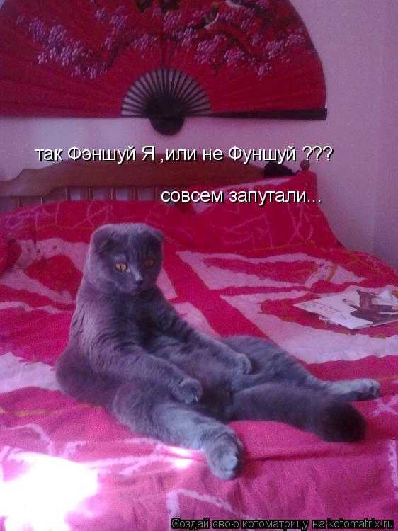 так Фэншуй Я ,или не Фуншуй ??? совсем запутали...... Котоматрица: так Фэншуй Я ,или не Фуншуй ??? совсем запутали...