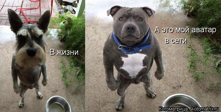 Котоматрица: В жизни А это мой аватар  в сети