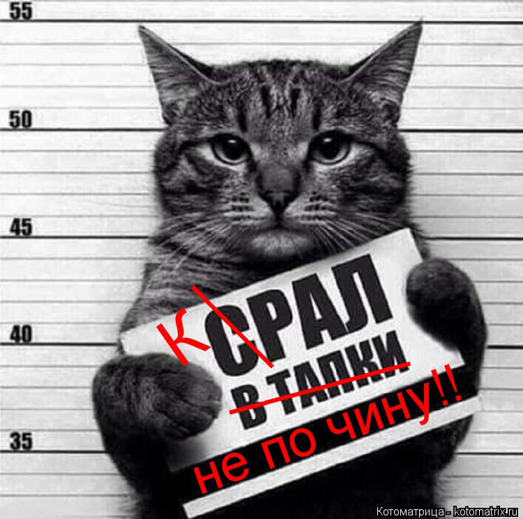 ___ К _____ не по чину!!... Котоматрица: ___ К _____ не по чину!!
