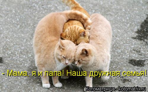 Котоматрица: - Мама, я и папа! Наша дружная семья!