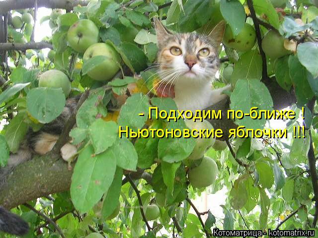 Котоматрица: - Подходим по-ближе ! Ньютоновские яблочки !!!