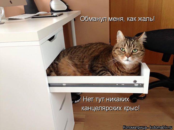 Котоматрица: Нет тут никаких канцелярских крыс! Обманул меня, как жаль!