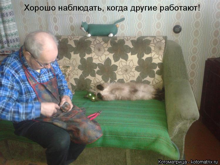 Хорошо наблюдать, когда другие работают!... Котоматрица: Хорошо наблюдать, когда другие работают!